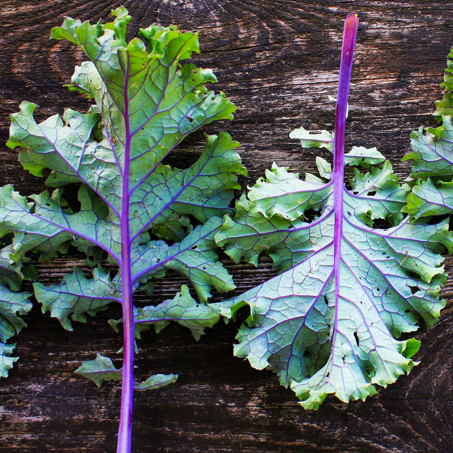 Chou kale 'Red Russian' (graines)